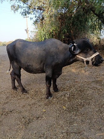 थंबनेल 2