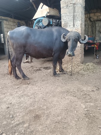 थंबनेल 3