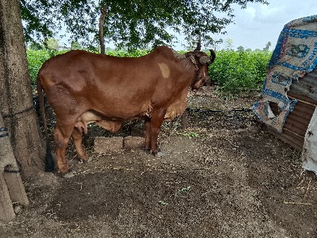 थंबनेल 2