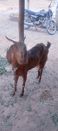 ઓરિજનલ દેશી બકરી