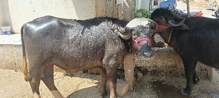 થંબનેલ 2