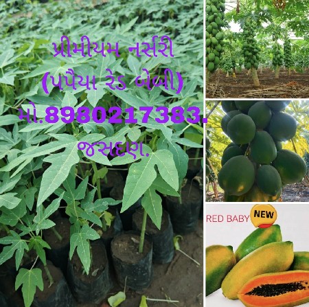 પપૈયા રેડ બેબી તેમજ તમામ વેરાઈટી