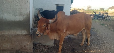 थंबनेल 2