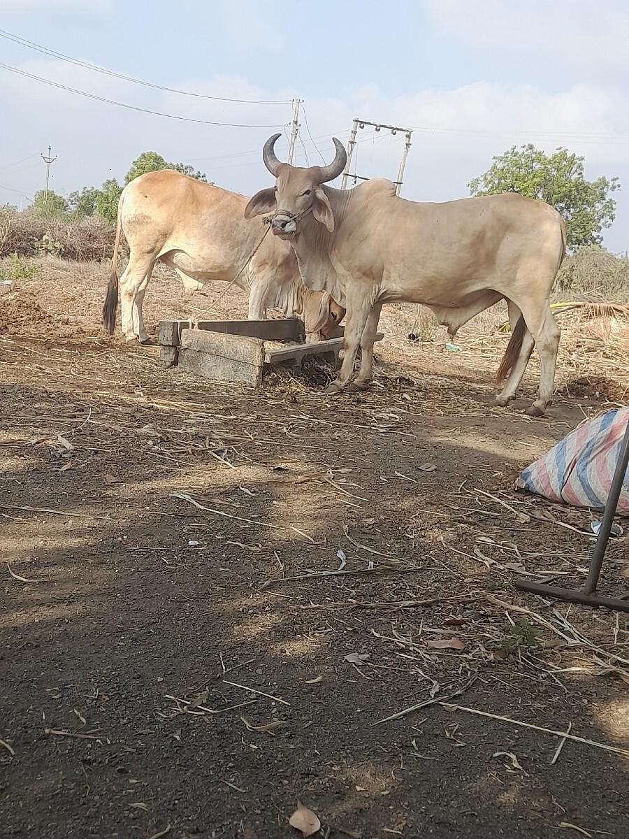 ગોટલા બળદ વેચવાના છે