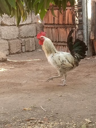 મુરઘો વેચવાનો છે