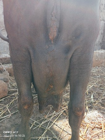 ભેંશ વેચવાની છે.