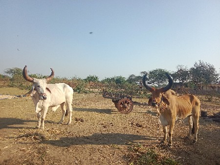 ગોઢલા
વેચવાના છે