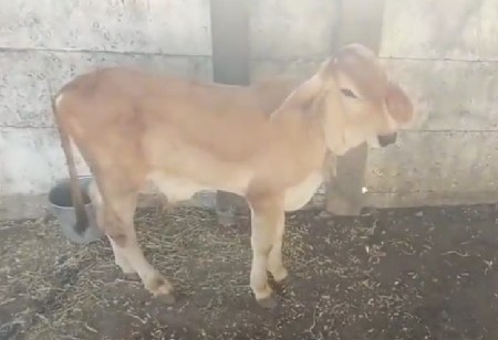 थंबनेल 3