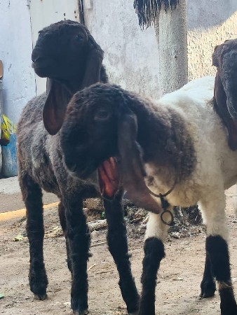 ચાર નંગ ઘેટા નૅટ વીસ થી પચીસ  કિલૉ