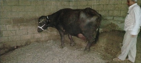 थंबनेल 2