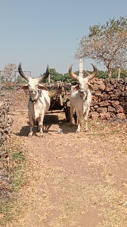 थंबनेल 3