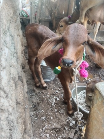 थंबनेल 3