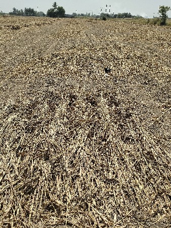 જુવાર ના પુરા