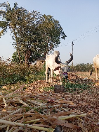 थंबनेल 3