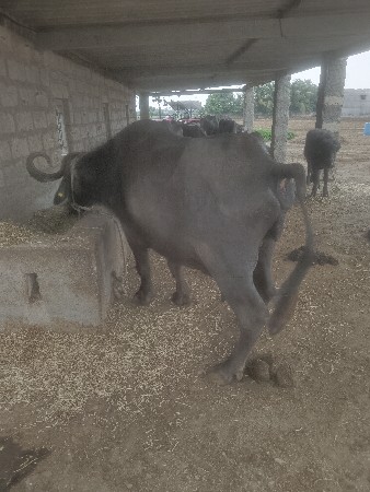 થંબનેલ 3