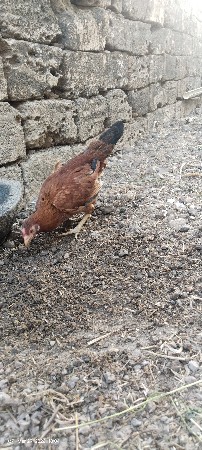 ઓરિજનલ દેશી