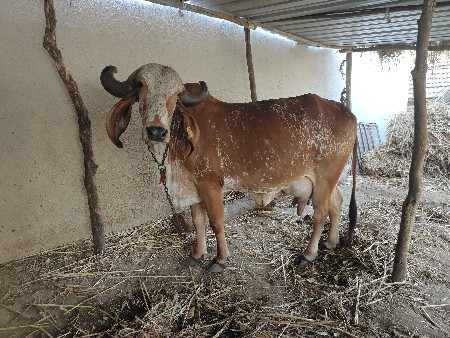 થંબનેલ 2