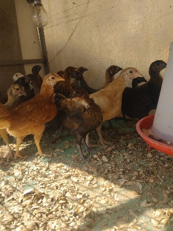 સોનાલીના પાટડા