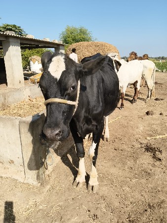 थंबनेल 2