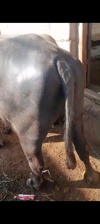 થંબનેલ 3