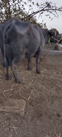 थंबनेल 3