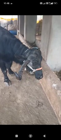 थंबनेल 3