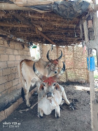 થંબનેલ 3