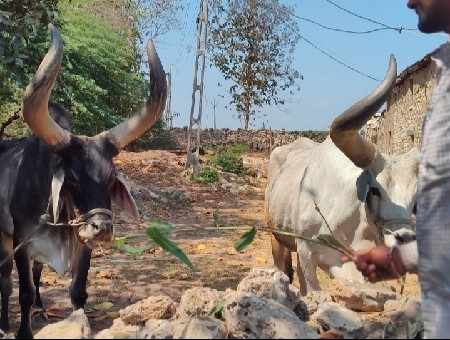 થંબનેલ 2