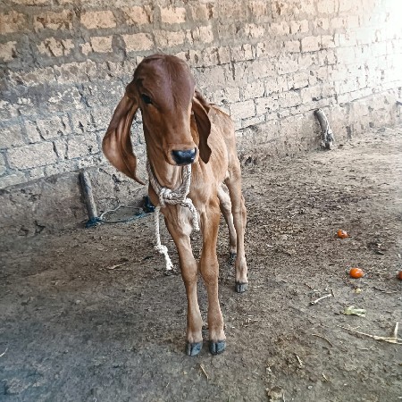 ગાય વેચવાની છે..