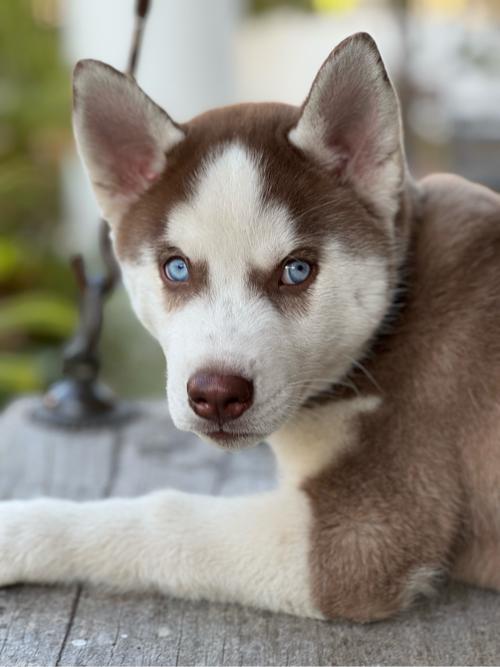Huskey puppy for sale best quality blue eyes healthy in best price