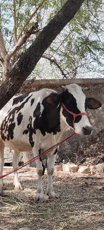 3 ju. વેતર.  gay.  શંકર