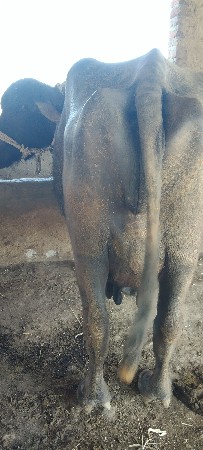 રમેશભાઈ ચાવડા ગામ:-ભાડથર