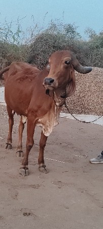 ગાય. વેચવાની છે