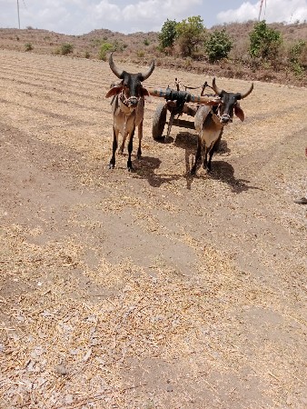 પેલીધરનાછે