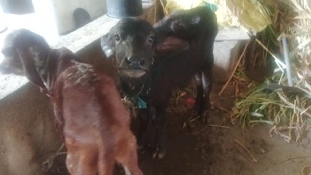 थंबनेल 2