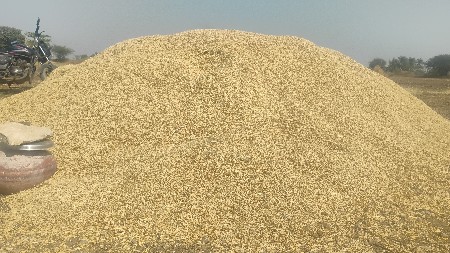 ચણા નું  ખારીયું 5વિદ્યાનું