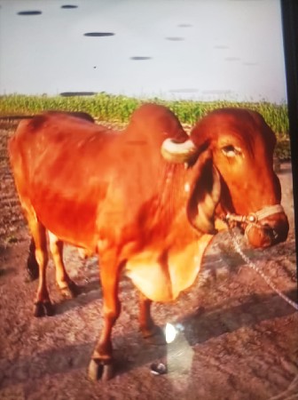 Ek Badad vechvano chhe...