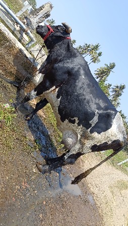 hf ગાય આપવાની છે