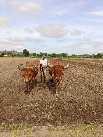 બળદ વેચવાના છે.