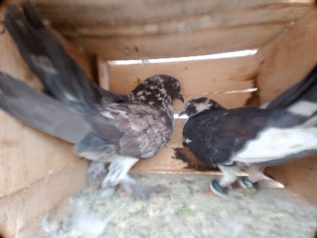 થંબનેલ 2