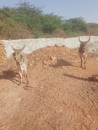 ગોઢલા વેચવાના છે