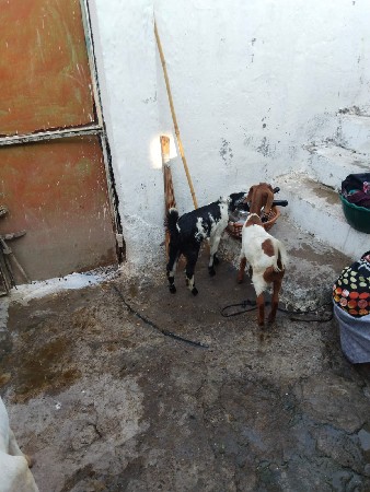 ૧ બકરી ૨ બચ્ચા