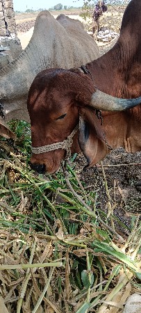 થંબનેલ 2