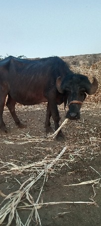 પેલું વેતર ત્રણ મહિનાની ગાભણ