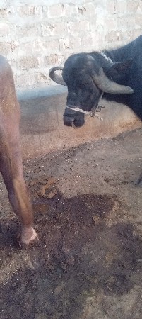 ભેશ વેચવાની છે.