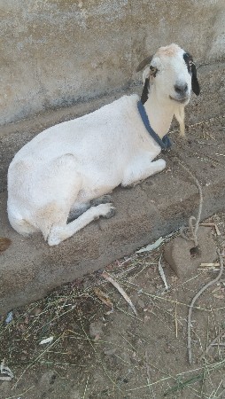 બે  બકરી વેચવા ની છે.