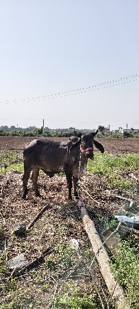4 દાતે સાવ સોઝો