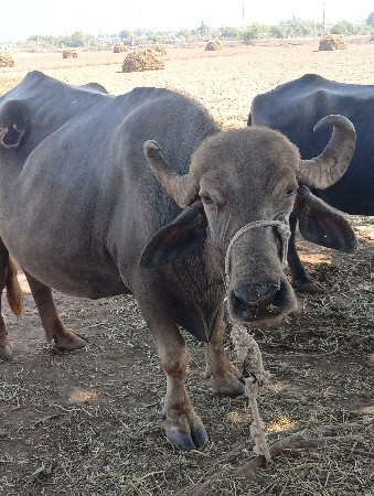 थंबनेल 2