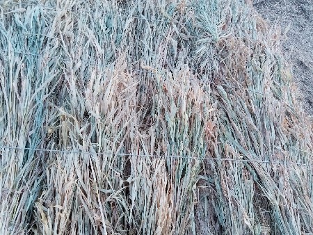 નીરણ વેચવાની છે