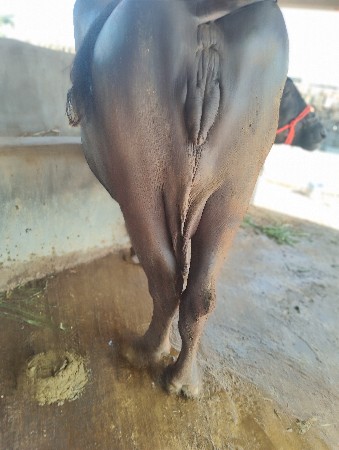 જાફરાબાદ ભેંશ બીજુ વેતર